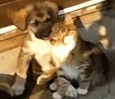 adorable-cute-funny-dog-puppy-animated-gif-16.gif