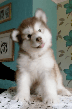 Adorable Animated Puppy Gifs - Best Animations