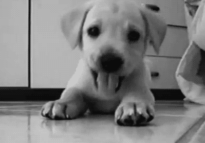Image result for puppy gif