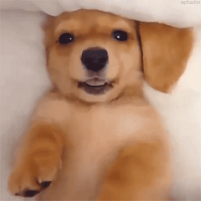 Cute Puppy Animated Pictures Cute Puppy Animated Pictures