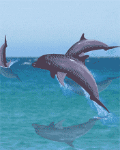 Remarkable Dolphins Jumping Animated Gifs at Best Animations