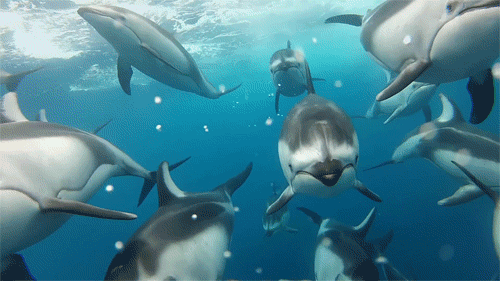 Amazing Animated Dolphin Gifs At Best Animations Amazing Animated Dolphin Gifs At Best Animations