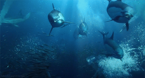 Amazing Animated Dolphin Gifs at Best Animations