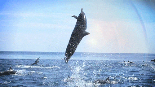 dolphin-jumping-animated-gif-4.gif