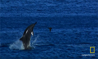 dolphin-jumping-animated-gif-5.gif
