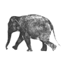 http://bestanimations.com/Animals/Mammals/Elephants/Elephant-09-june.gif