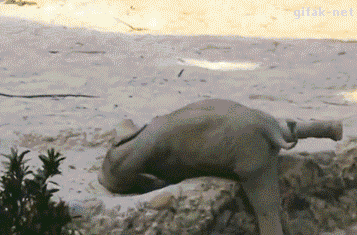Amazing Animated Elephant Gif Images at Best Animations