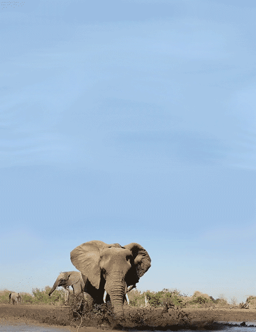 elephant clip art animation