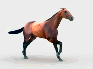 Beautiful Animated Horse Gifs at Best Animations