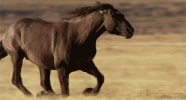animated-horse-gif-14.gif#.WjbLi-tv3os.link
