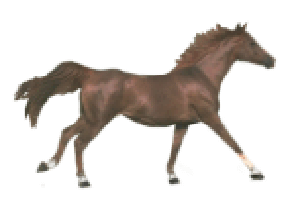 Beautiful Animated Horse Gifs at Best Animations