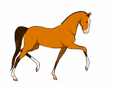 http://bestanimations.com/Animals/Mammals/Horses/animated-horse-gif-41-2.gif