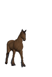 Animated Small Horse Gifs at Best Animations