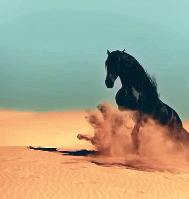 Great Horse Gifs - Best Animations