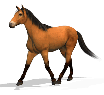 Horse Animations : Horses 2 : Horses 3 : Horses 4 : Horses 5