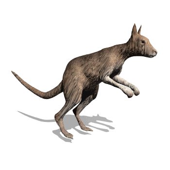 Image result for kangaroo animated gif