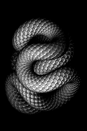http://bestanimations.com/Animals/Reptiles/snakes/snake-scales-animation-gif-3.gif