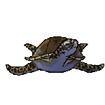 Image result for turtle animation gif
