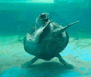 swimming-turtle-animated-gif-5.gif