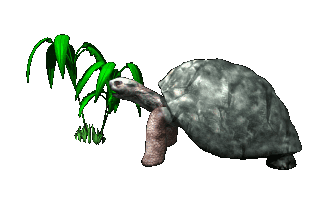 turtle-animation-gif-29