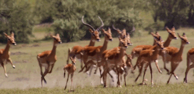 Wild Animal Gif Pics To Share - Best Animations