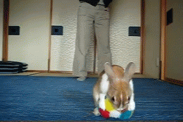 cute-rabbit-with-ball-animated-gif.gif