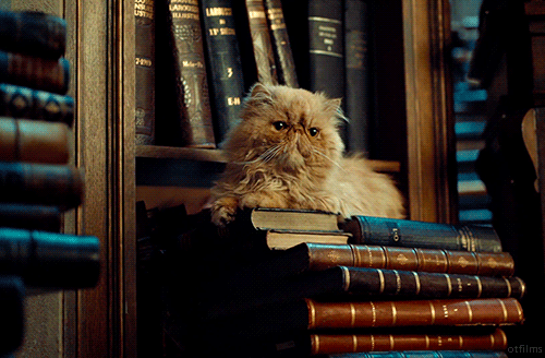 Animated gif of a fluffy tan-colored cat sitting on a stack of books