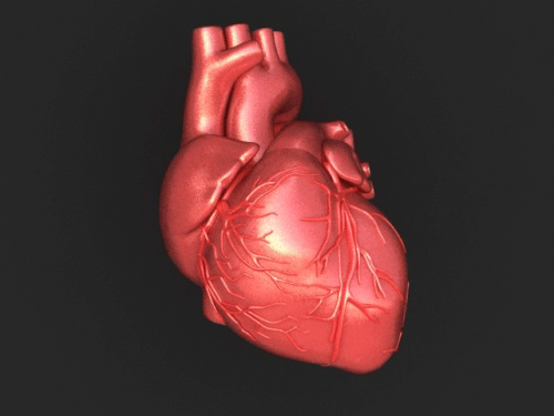 Heart Brain Body Organs Animated Gifs at Best Animations