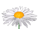 animated daisy
