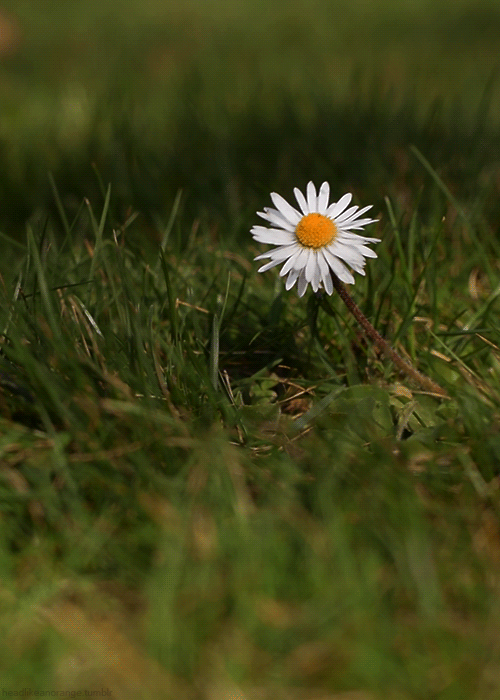 daisy flower animated gif image