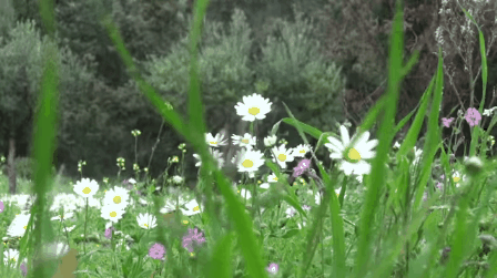 15 Pretty Daisy Flower Animated Gifs - Best Animations