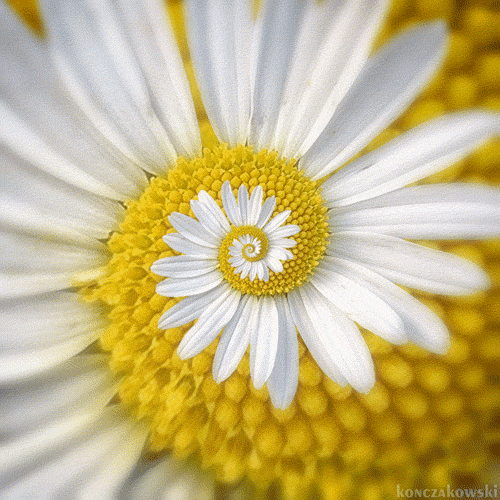 daisy flower animated gif image