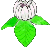 Magnolia-01-june.gif