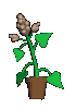 Plant 03 june