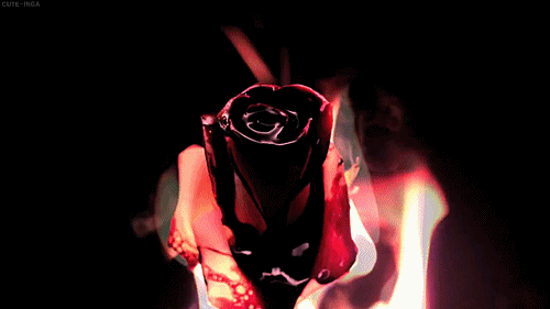 red rose burning gif