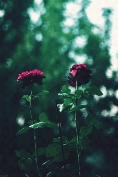 22 Amazing Roses Animated Gifs at Best Animations