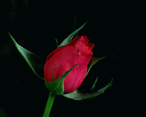 rose-animated-gif-9