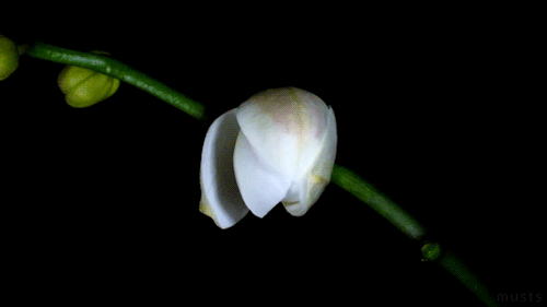 blooming flower animated gif