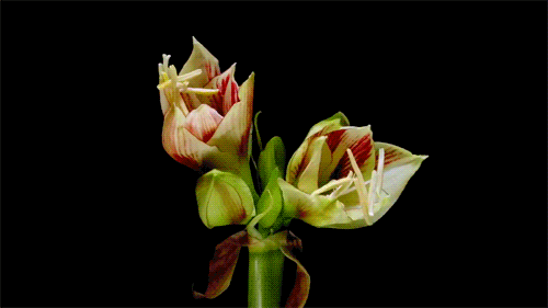 blooming amaryllis flower gif
