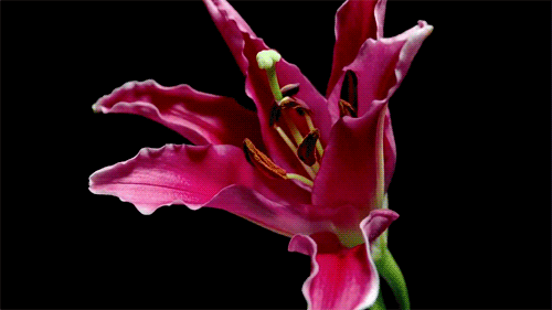Image result for Gladiolus flower gif