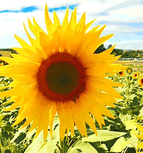 Flower Gifs Images - Best Animations