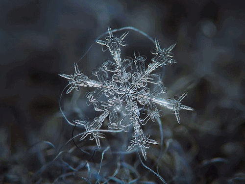 snowflake-animated-gif-1.gif