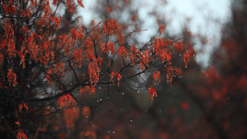 http://bestanimations.com/Nature/fall/fall-nature-animated-gif-17.gif