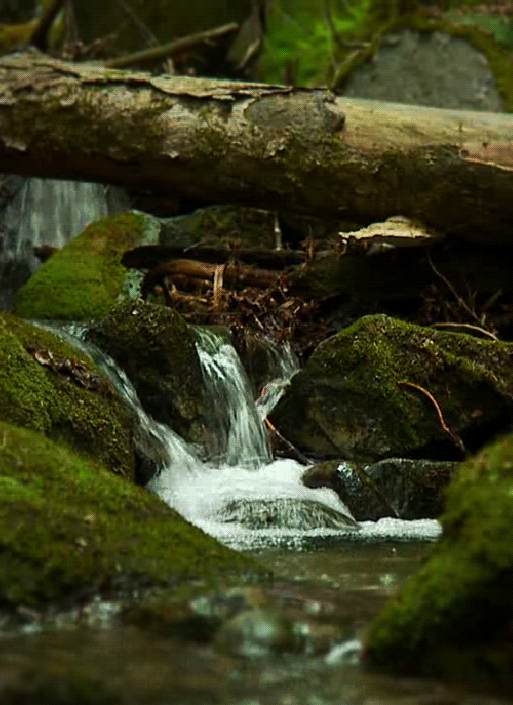 forest brook flowing in forest