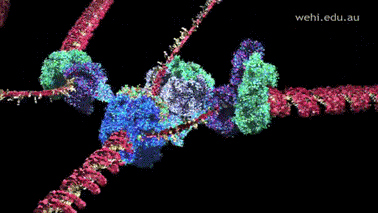 dna-rna-chromosomes-double-helix-rotating-animated-gif-14.gif