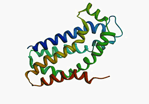 protein synthesis animation protein synthesis animation