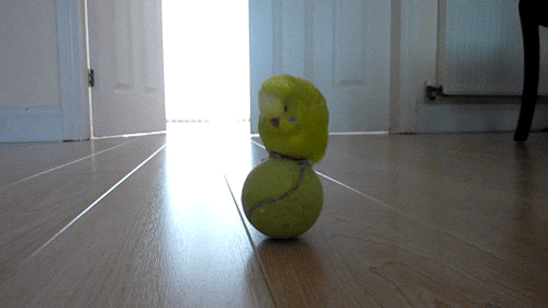 [Imagen: tennis-animated-gif-10.gif]