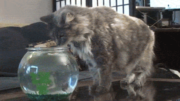 funny-cat-scared-by-shark-animated-gif.gif