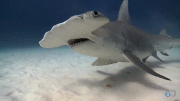 hammerhead-shark-swims-by-ocean-animated-gif.gif
