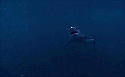 [Image: shark-jaws-close-up-animated-gif.gif]
